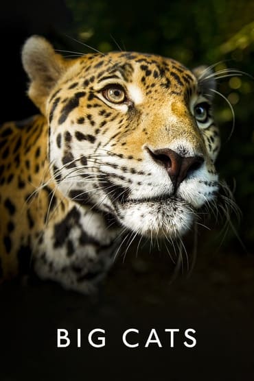 Big Cats (2018) online sa prevodom